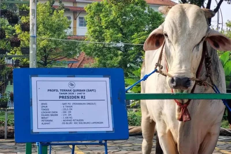 Program Banmaspres Untuk Rakyat Dinilai Tepat Sasaran, Pemerintah Tegaskan Bantuan Sapi Kurban Sudah Sesuai Mekanisme