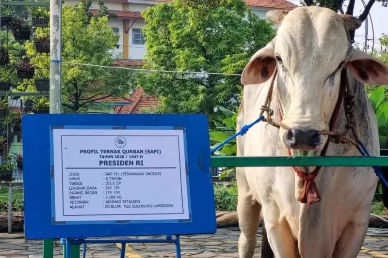Program Banmaspres Untuk Rakyat Dinilai Tepat Sasaran, Pemerintah Tegaskan Bantuan Sapi Kurban Sudah Sesuai Mekanisme